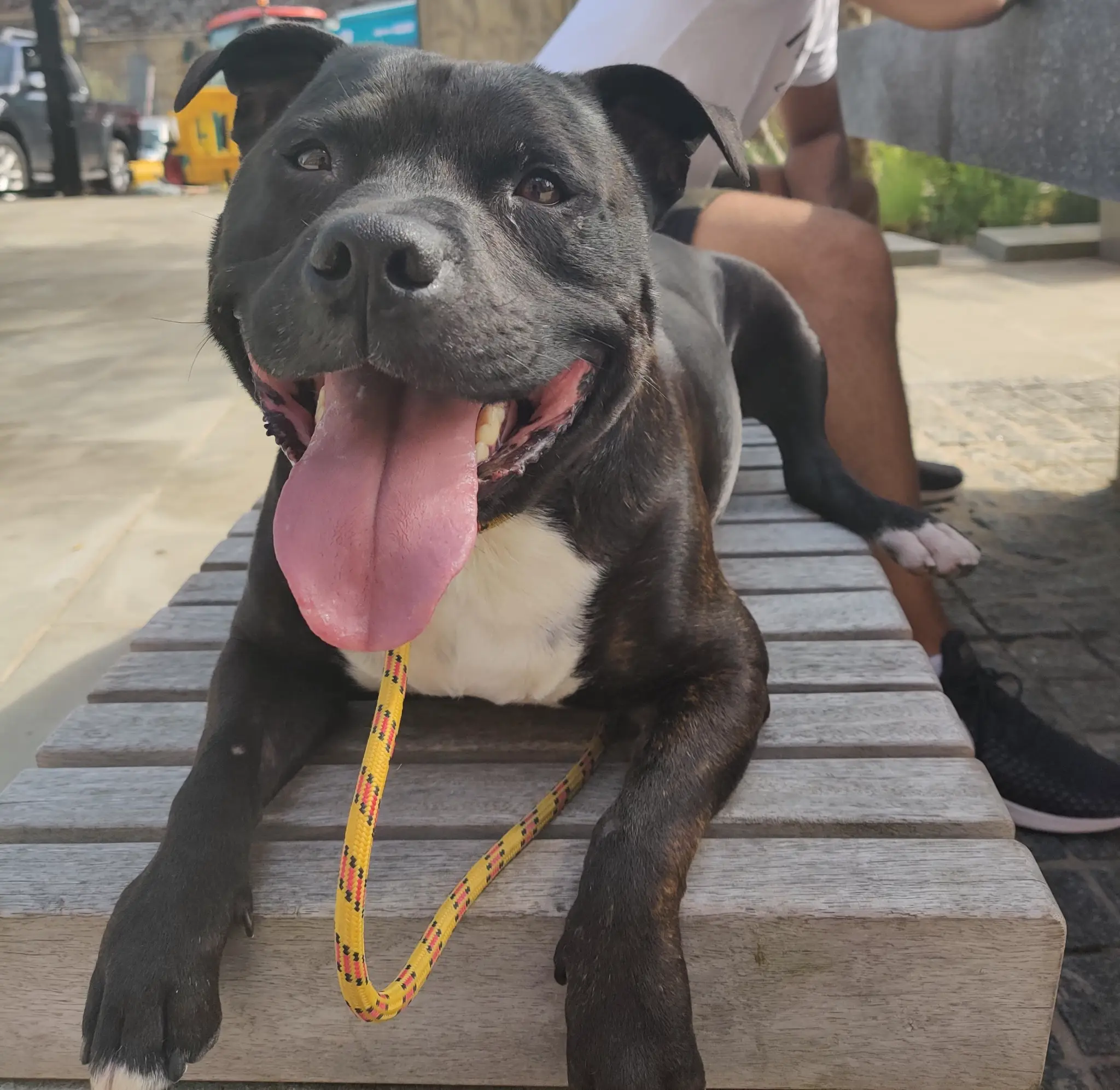 Happy dog on a bench — calm and regulated