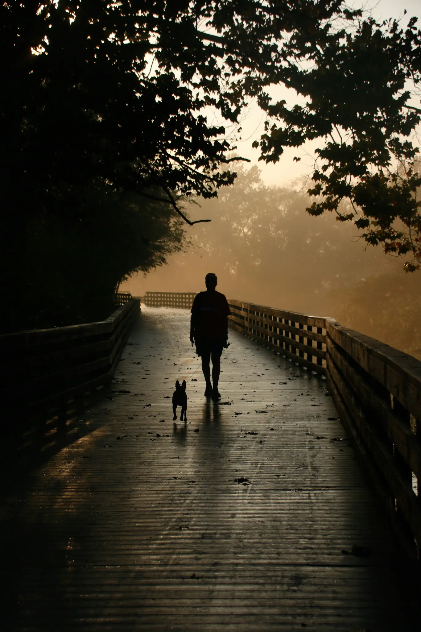 Owner and dog enjoying a peaceful walk together