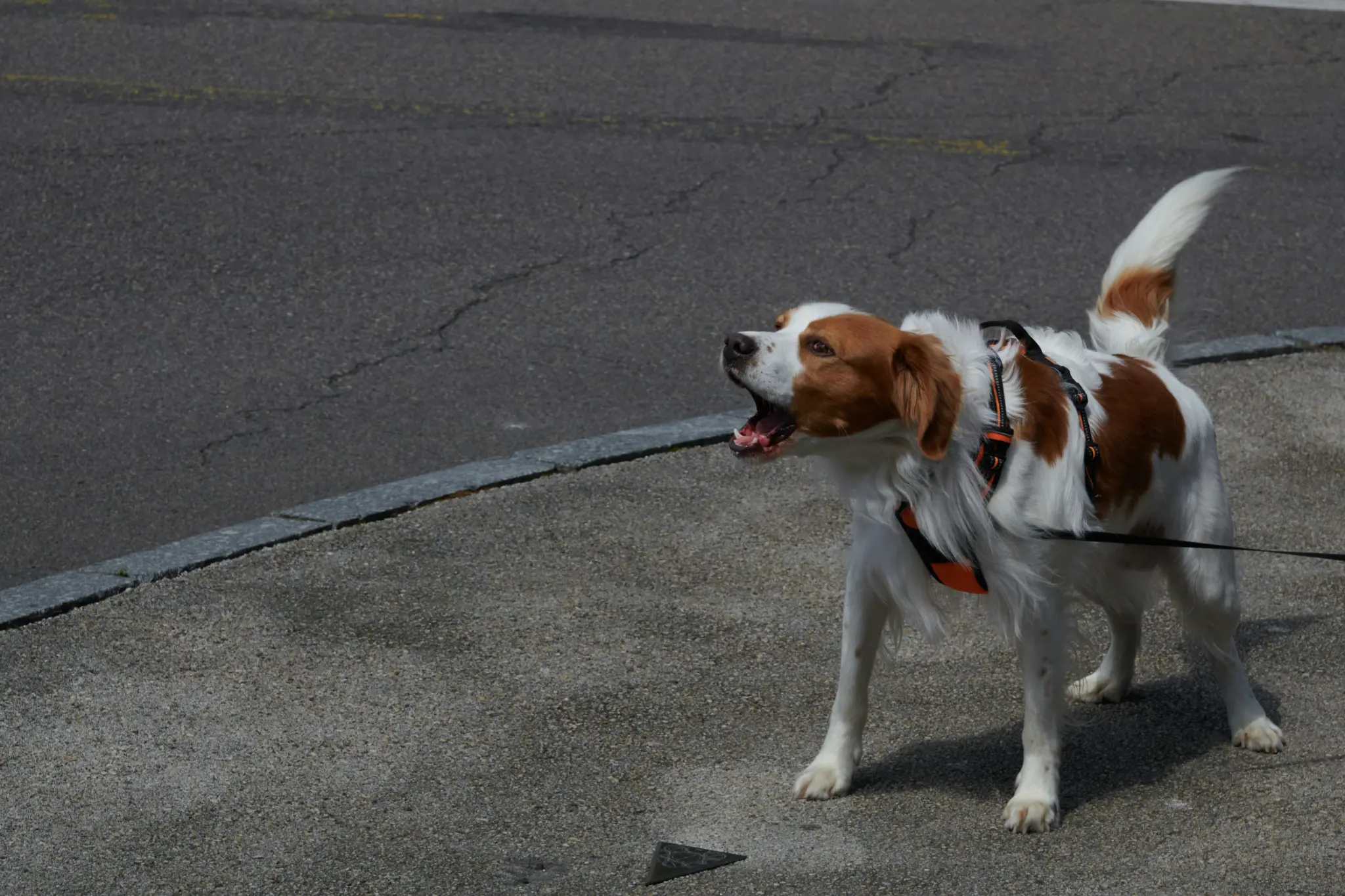 Reactive dog barking on leash during a walk